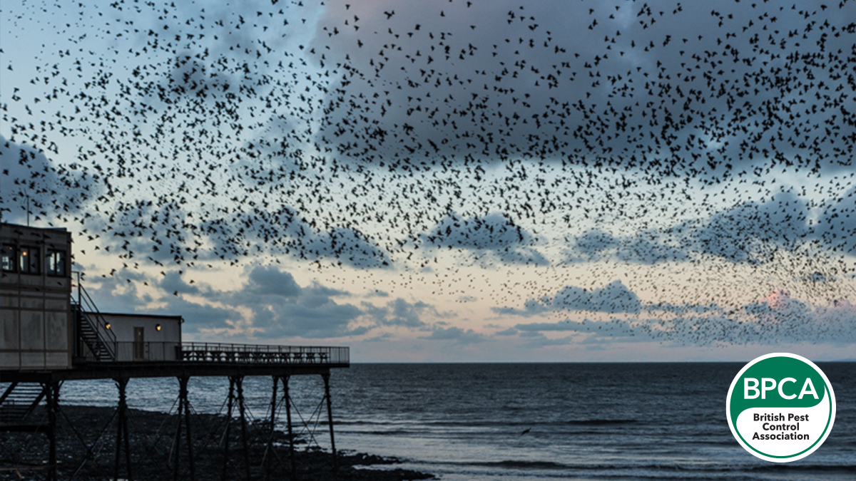 Aberystwyth Pier is the site of one of the best known Starling murmurations, as during the winter large groups fly in at dusk from the surrounding countryside to roost under the pier, with the total number of birds in the 10,000s.